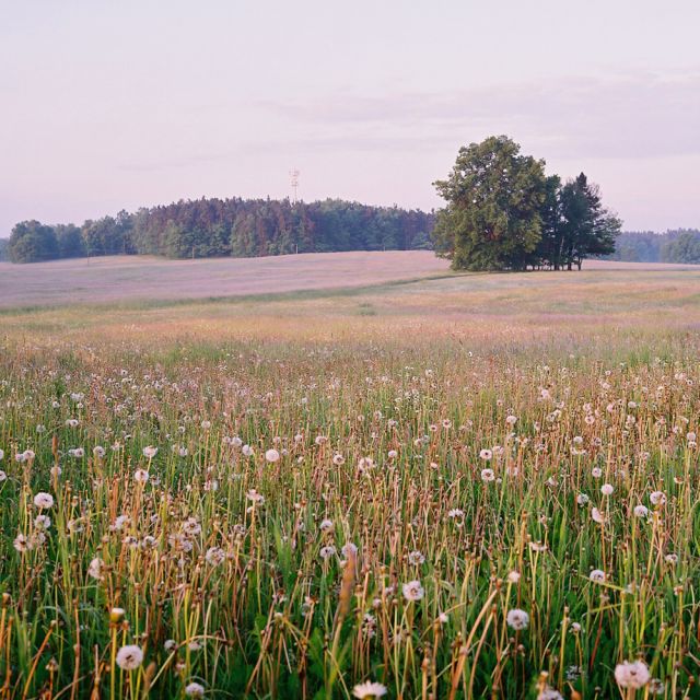 Ráno na louce II