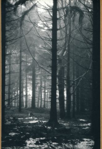 Dylešký les